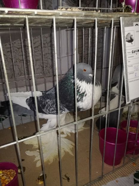  - EXPO JUDETEANA 2018