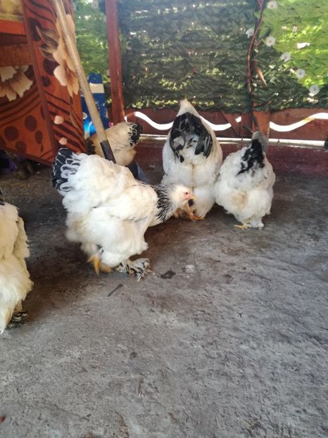  - Gaini cochinchina urias si brahma 2018