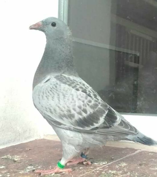  - PENTRU CRESCATORII CARE SE RESPECTA