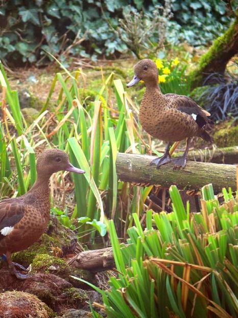  - Un fel de rai pe pământ!