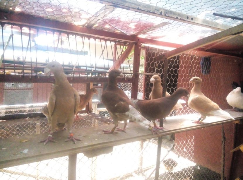 Poze Telefon X2 Soul 811 - Germanii mei 2018