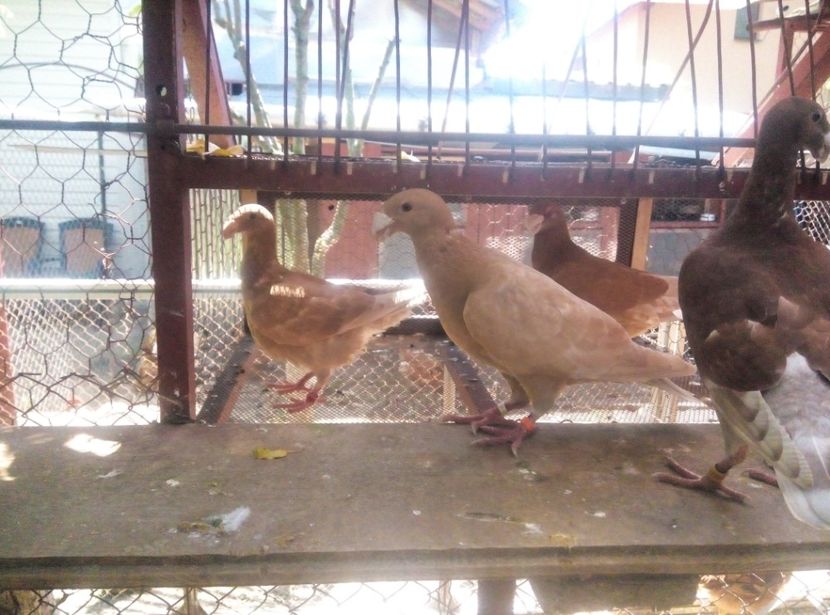 Poze Telefon X2 Soul 813 - Germanii mei 2018