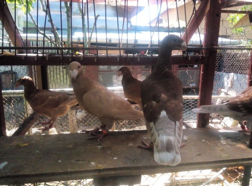 Poze Telefon X2 Soul 814 - Germanii mei 2018