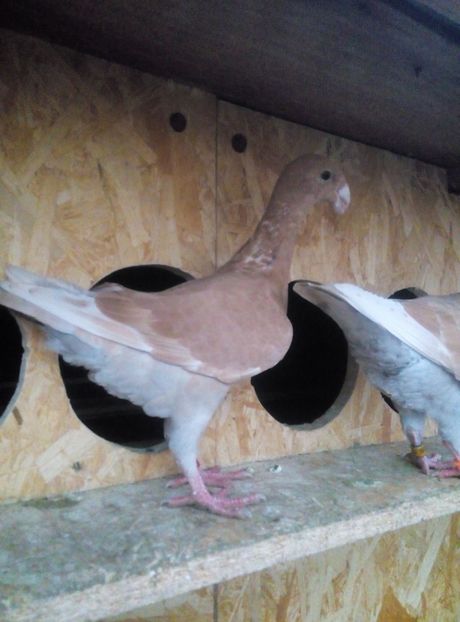 Poze Telefon X2 Soul 911 - Germanii mei 2018