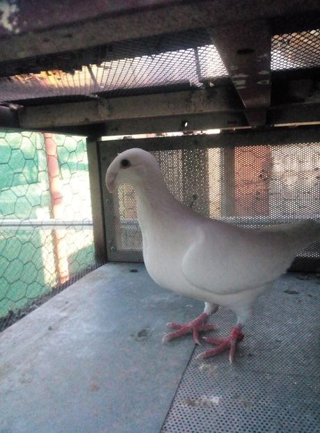 Poze Telefon X2 Soul 2134 - Germanii mei 2018