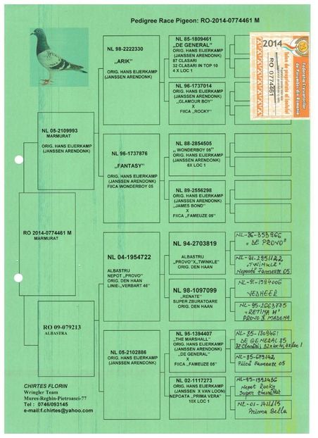 Adamuta-Ovidiu-RO-0774461-2014-M-pedigree - Porumbei vanduti