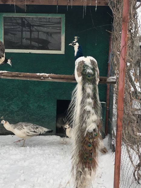  - VANZARI-SCHIMBURI-CUMPARARI