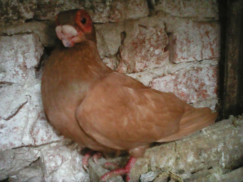  - B E R B E R I  ---    BARBS  PIGEONS