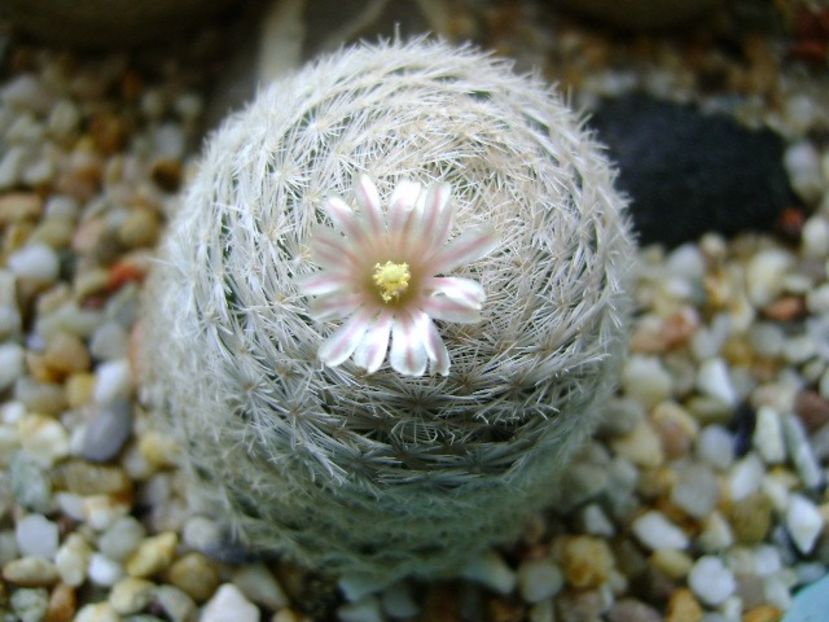 Mammillaria lasiacantha - Cactusi 2018