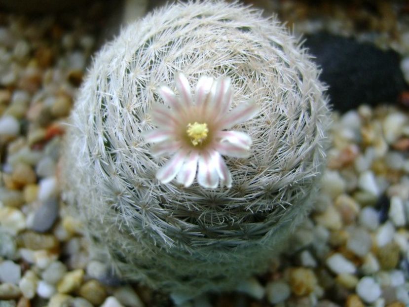 Mammillaria lasiacantha - Cactusi 2018