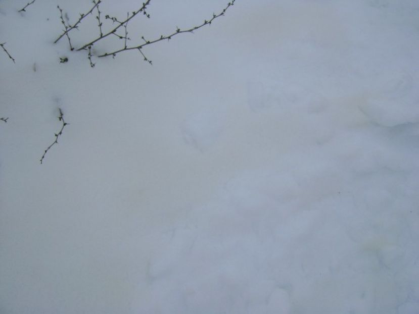 25 mart. 2018 - Zapada portocalie - Primavara 2018