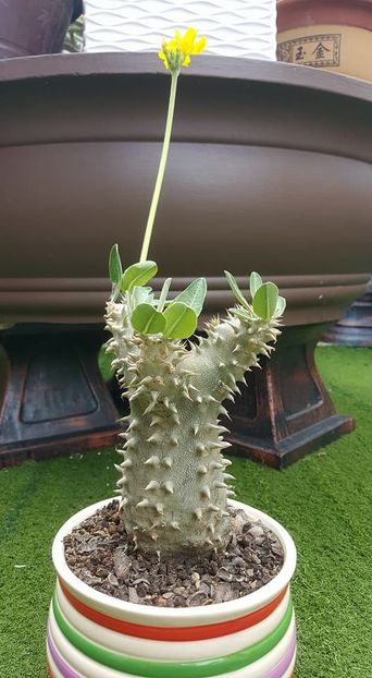 Pachypodium densiflorum x rosulatum - Whish list pentru viata urmatoare1