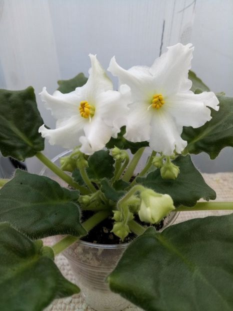 25 mar - Golden Autumn