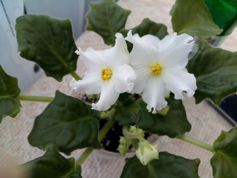 25 mar - Golden Autumn