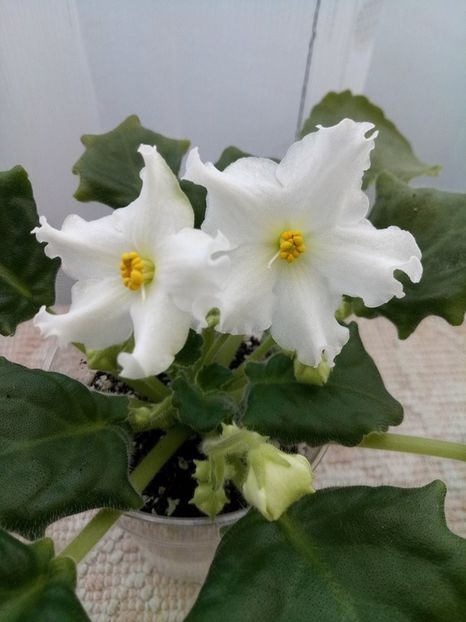 25 mar (50) - Golden Autumn