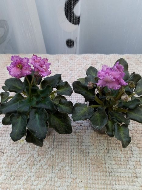 25 mar - ZZ Rob s Hopscotch