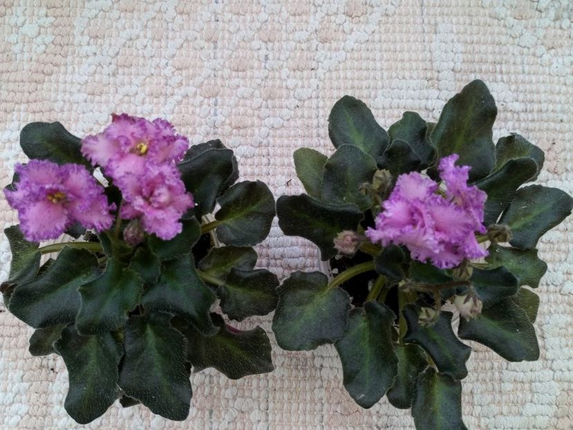 25 mar (49) - ZZ Rob s Hopscotch