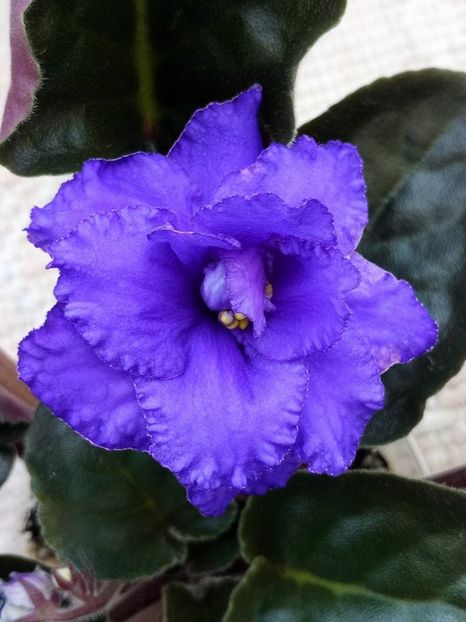 25 mar - ZZ LE Antonio Banderas