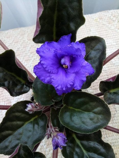 25 mar - ZZ LE Antonio Banderas