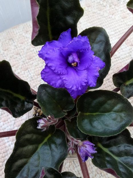 25 mar - ZZ LE Antonio Banderas