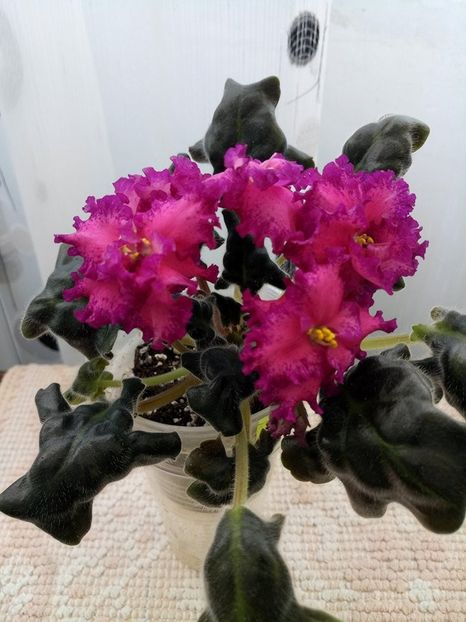 25 mar - ZZ RS Grafinya de Monsoro