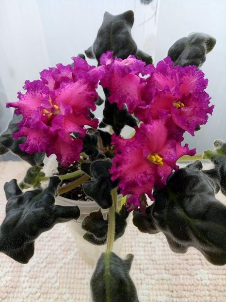 25 mar - ZZ RS Grafinya de Monsoro