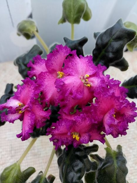 25 mar - ZZ RS Grafinya de Monsoro