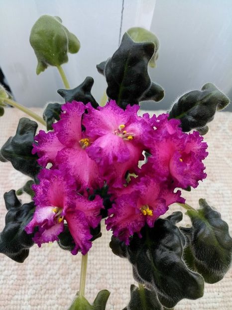 25 mar - ZZ RS Grafinya de Monsoro