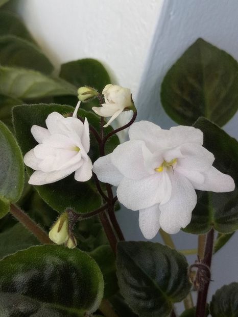 25 mar - ZZ Deer Path