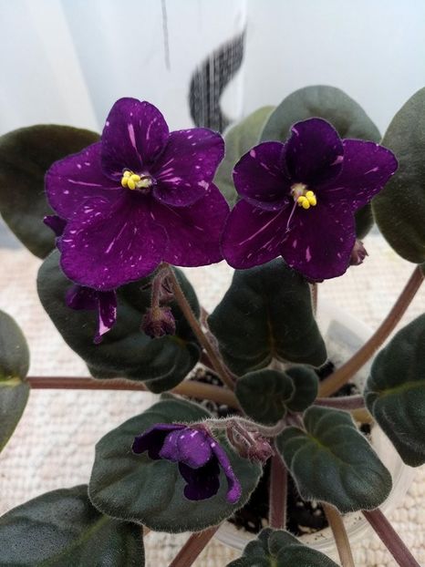 25 mar - ZZ Fisher s Leone