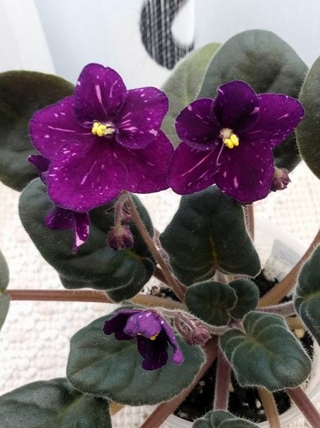 25 mar - ZZ Fisher s Leone