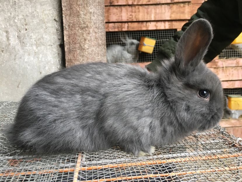 Femela 1 luna...deosebita - 1 - Cuib 18-02-2018 - 4 pui