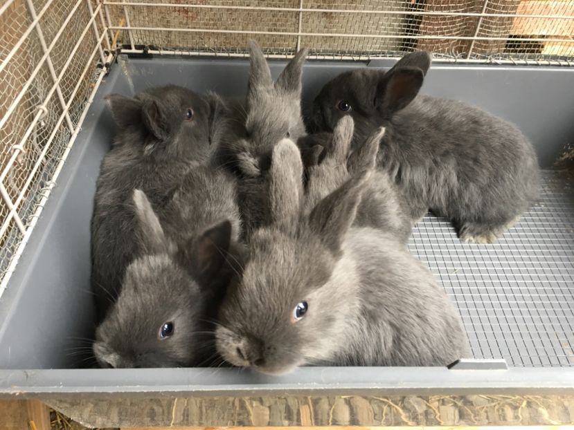 5 M si 2 F deparazitare in 26.03.18 - 1 - Cuib 19-02-2018 - 7 pui