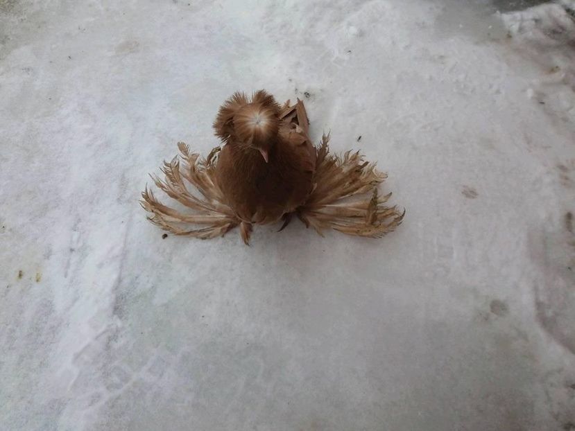  - TOBOSARI DE BUHARA