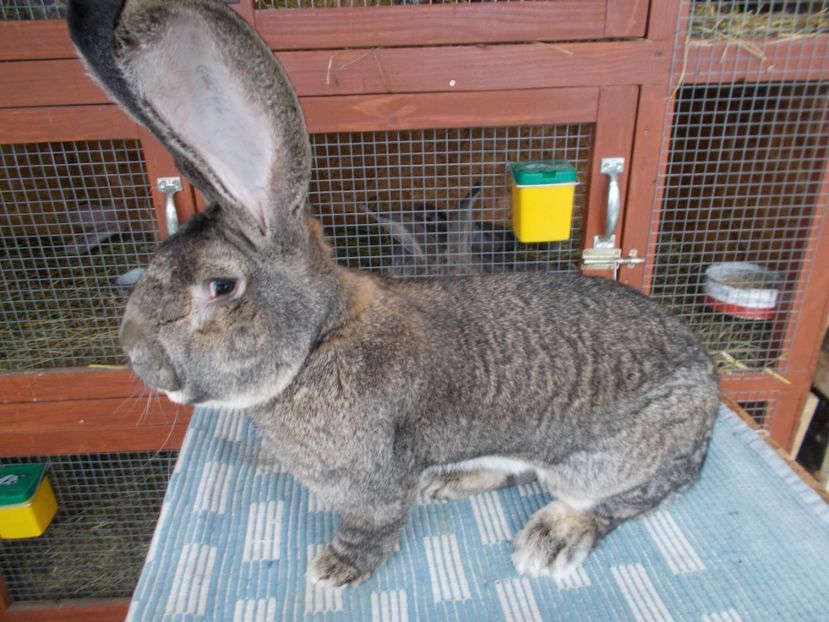 1 an si 4 luni - 3 MASCUL 96-5 P