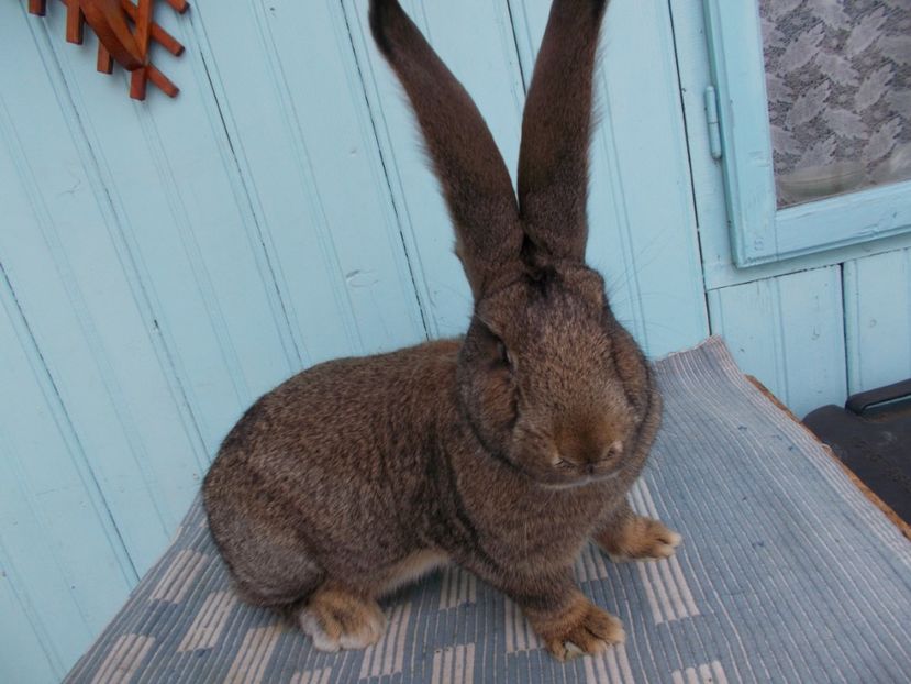 5 luni - NR 1 FEMELA