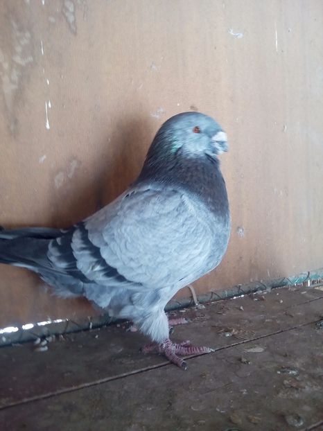 M 2012 H - Perechi 2018