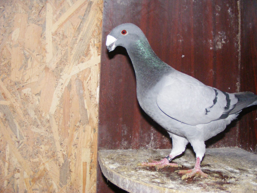 M 2017 50 lei - PORUMBEI DE VANZARE