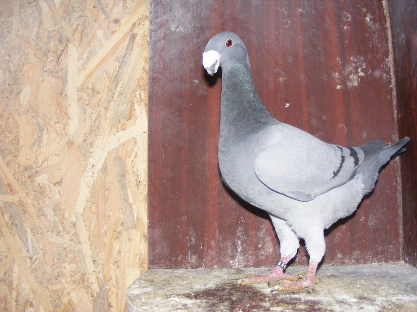 M 2017 50 lei - PORUMBEI DE VANZARE