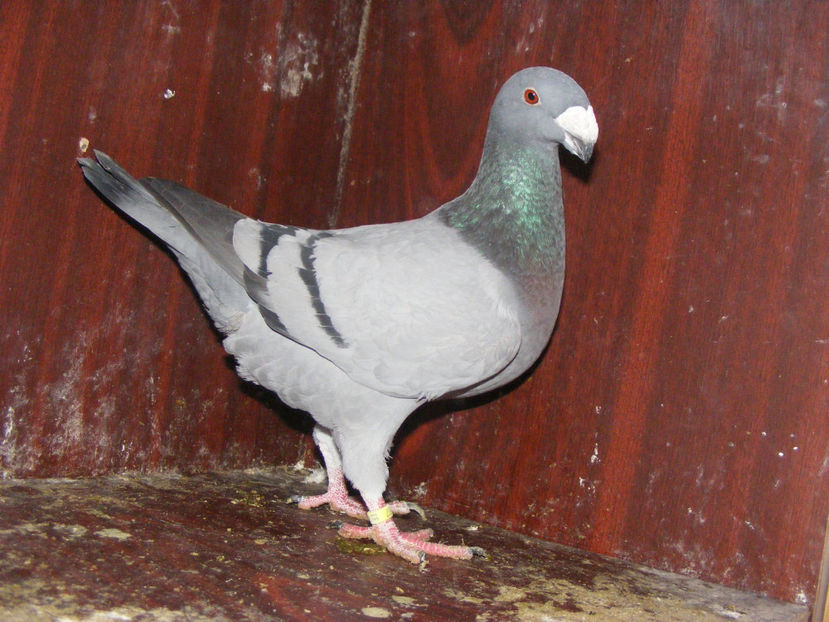 M 2017 50 lei - PORUMBEI DE VANZARE