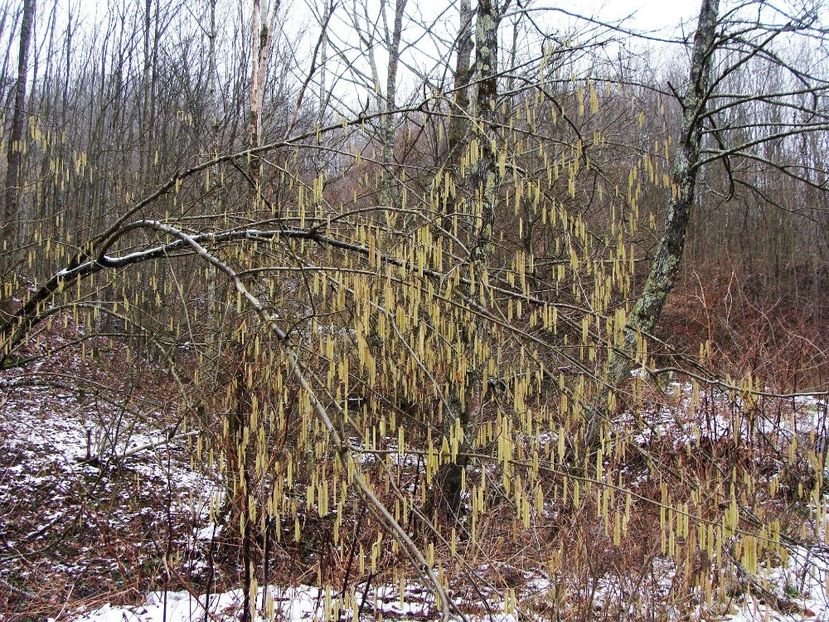 27173558_2003422259936193_4675773720429752750_o - 0 Flora spontana