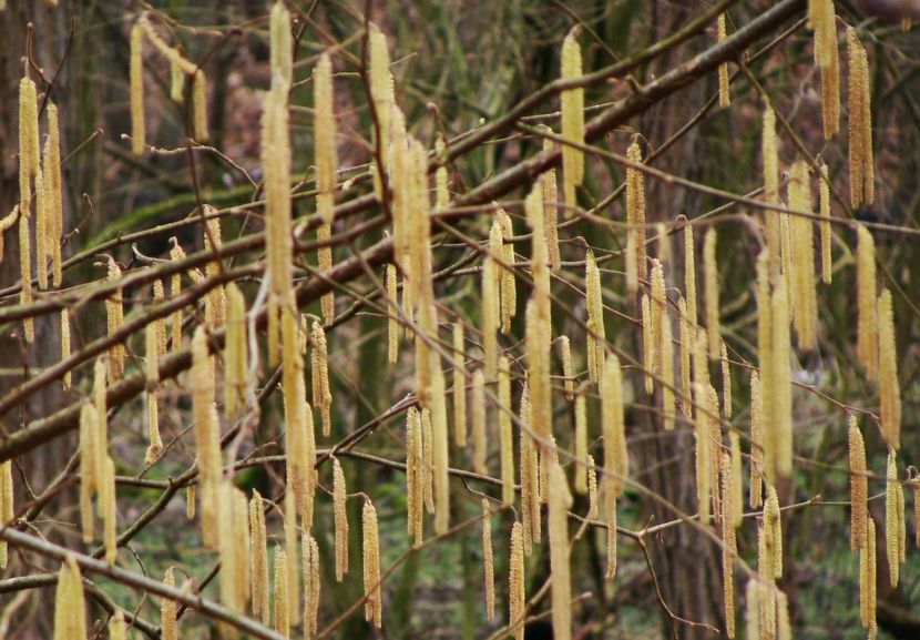 27024230_2003422363269516_2361223093976311417_o - 0 Flora spontana