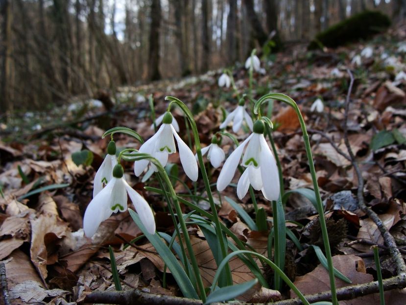 Galanthus nivalis -ghiocei - 0 Flora spontana