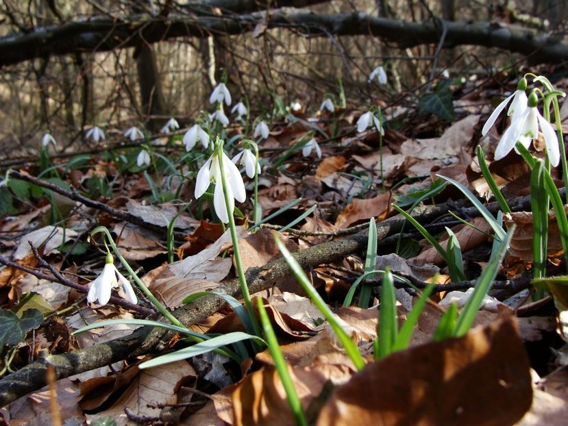 29027849_2027773094167776_3121948737472036864_o - 0 Flora spontana