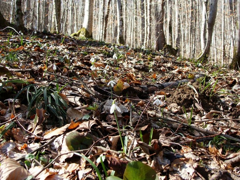 29062776_2027772940834458_4523176891464548352_o - 0 Flora spontana