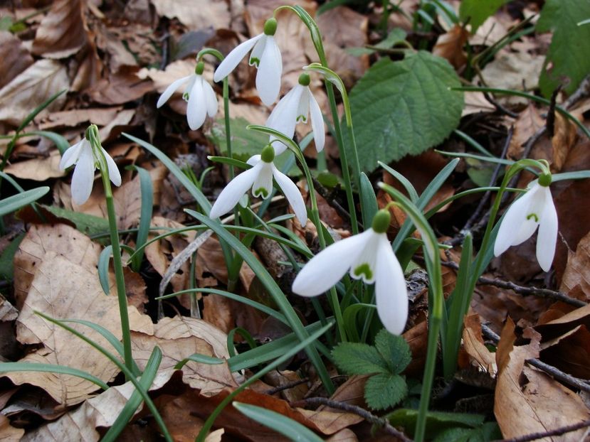 29067346_2027773167501102_4342037216986398720_o - 0 Flora spontana