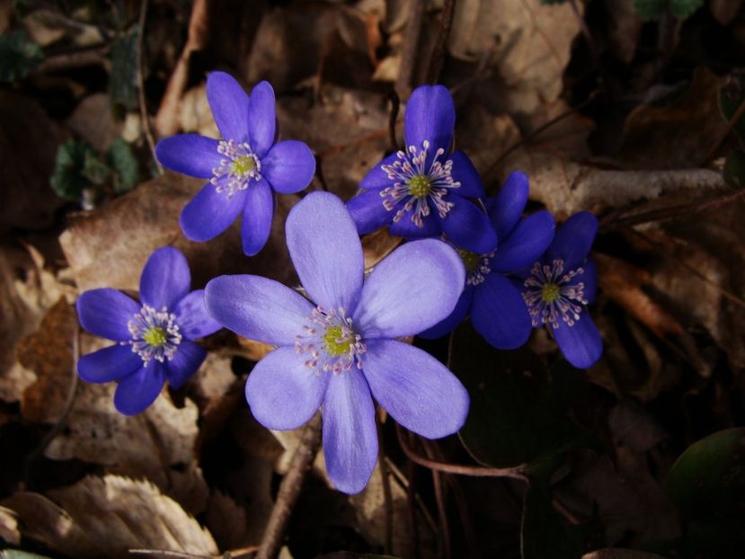 29103845_2027774247500994_8484309371822538752_o - 0 Flora spontana