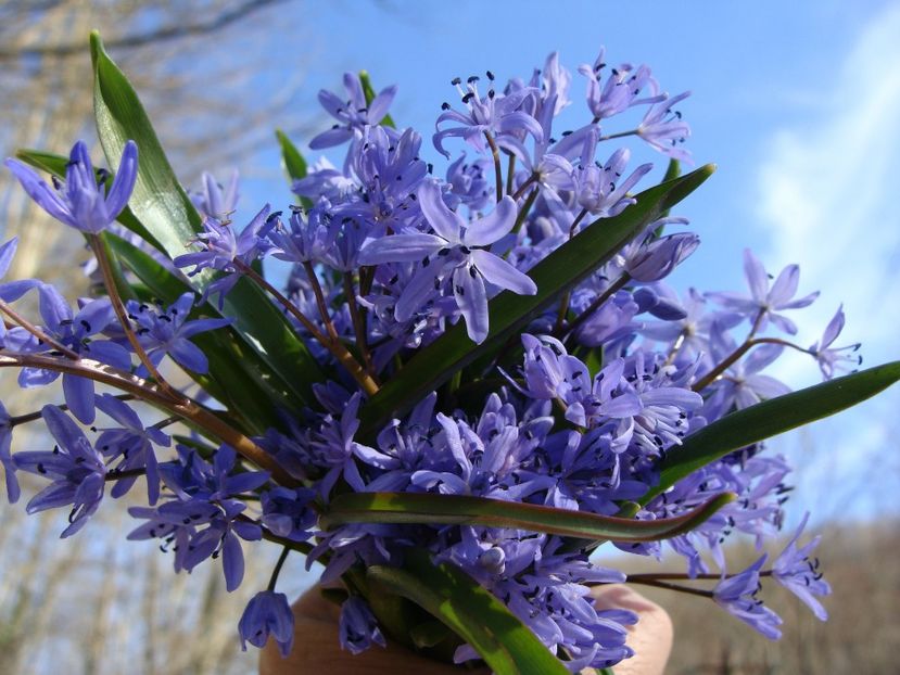 29104316_2027774750834277_2675299656543502336_o - 0 Flora spontana