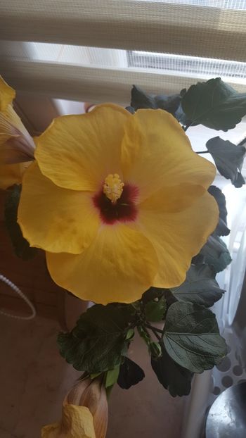  - Hibiscus Adonicus Yellow