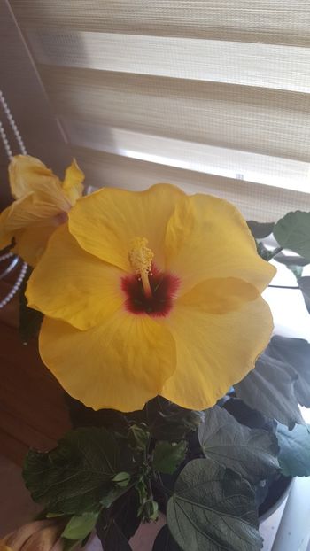  - Hibiscus Adonicus Yellow